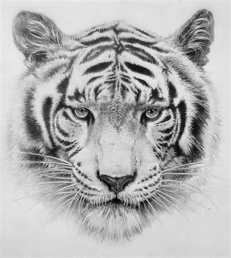 how to draw a tiger face with pencil